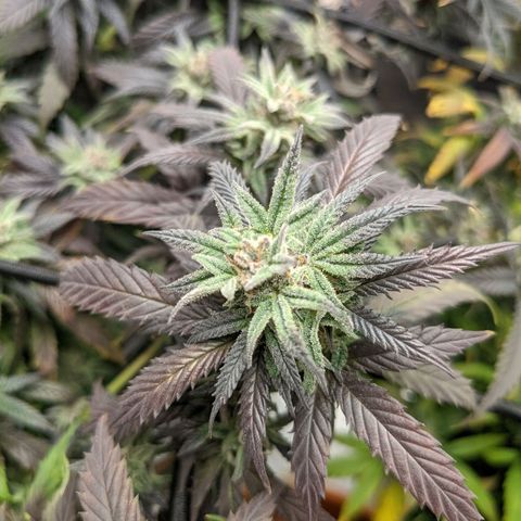 Durban Poison growlog timeline photo
