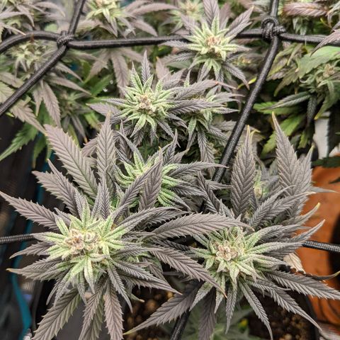 Durban Poison growlog timeline photo