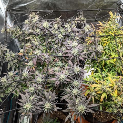 Durban Poison growlog timeline photo