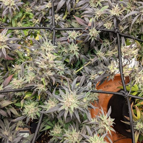 Durban Poison growlog timeline photo