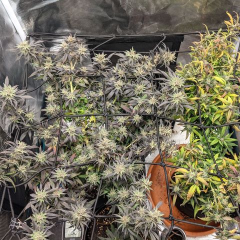 Durban Poison growlog timeline photo