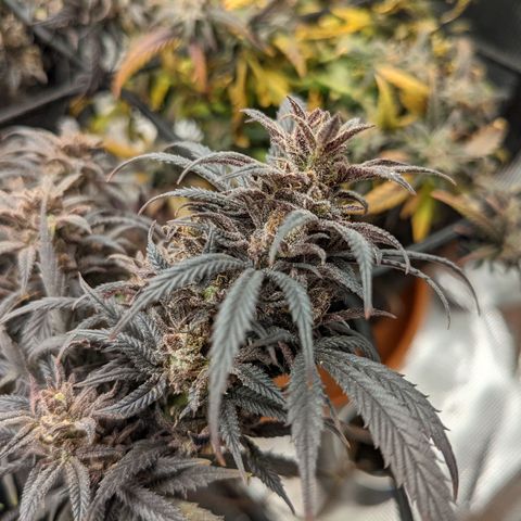 Durban Poison growlog timeline photo