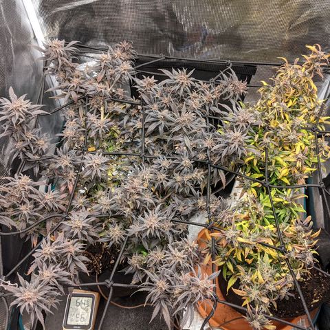 Durban Poison growlog timeline photo