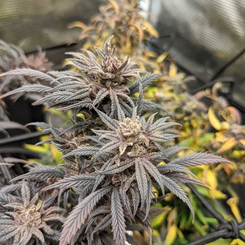 Durban Poison growlog timeline photo