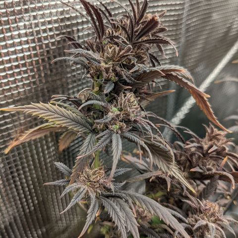 Durban Poison growlog timeline photo