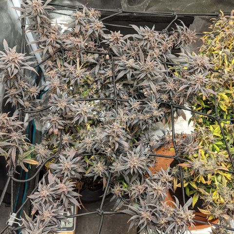 Durban Poison growlog timeline photo