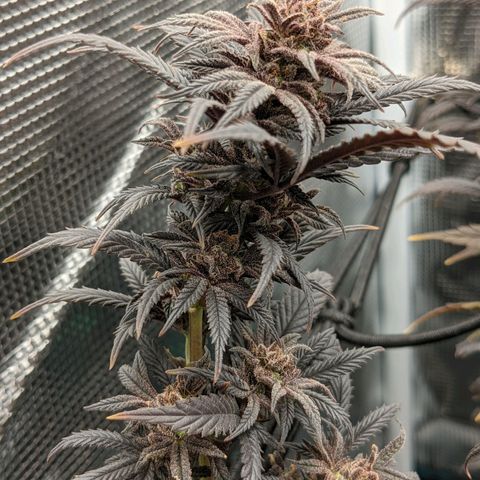 Durban Poison growlog timeline photo