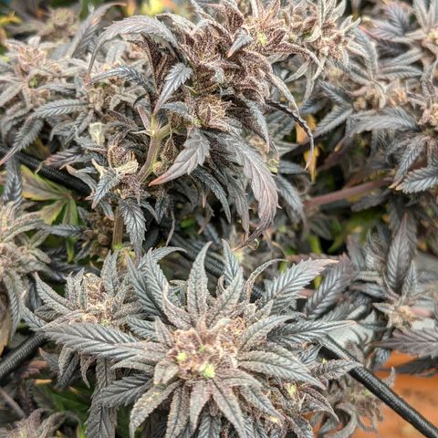 Durban Poison growlog timeline photo