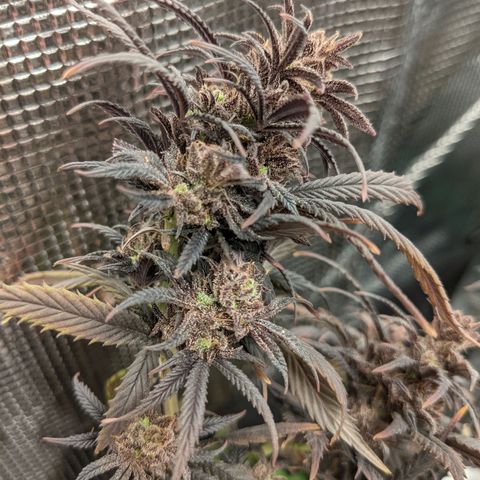 Durban Poison growlog timeline photo
