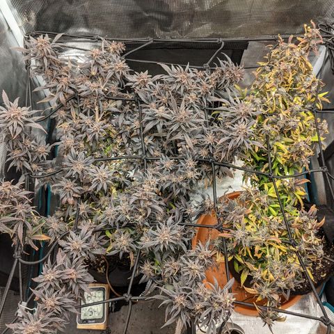 Durban Poison growlog timeline photo