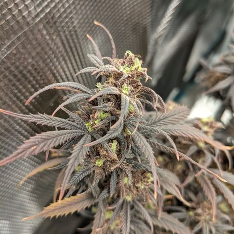 Durban Poison growlog timeline photo