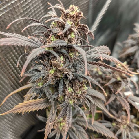 Durban Poison growlog timeline photo