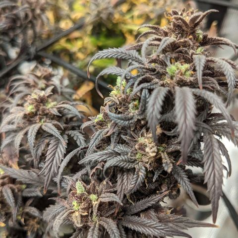 Durban Poison growlog timeline photo