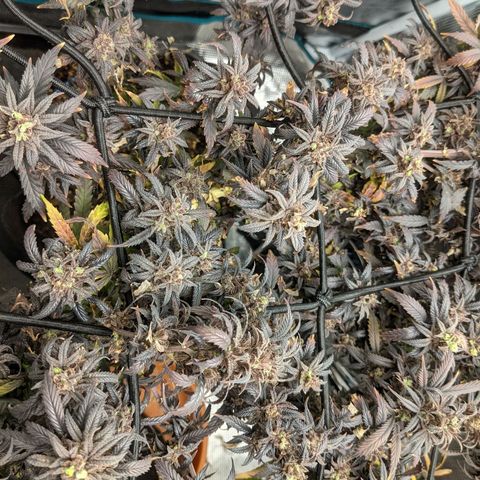 Durban Poison growlog timeline photo
