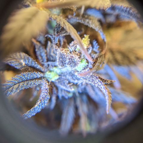 Durban Poison growlog timeline photo
