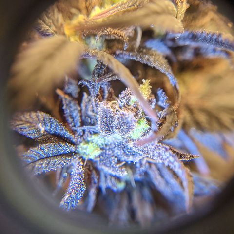 Durban Poison growlog timeline photo