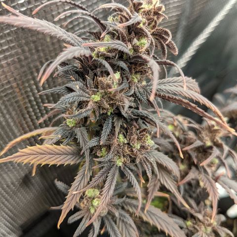 Durban Poison growlog timeline photo