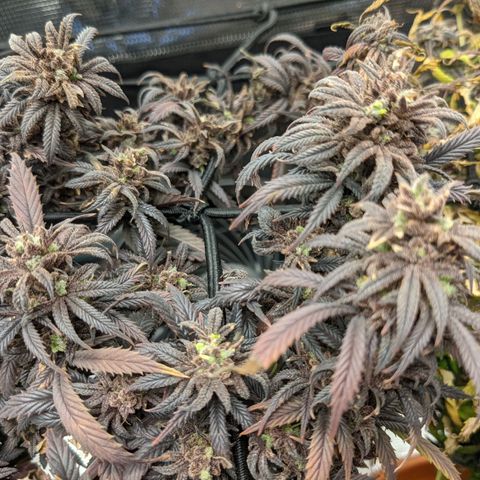 Durban Poison growlog timeline photo