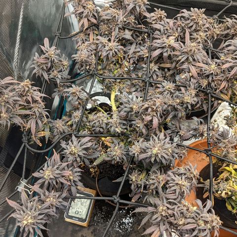 Durban Poison growlog timeline photo