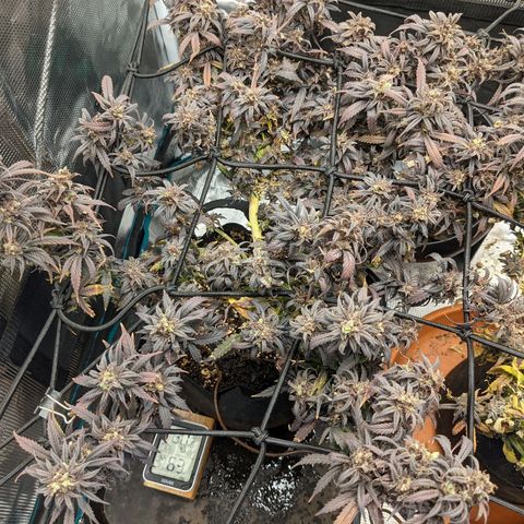 Durban Poison growlog timeline photo