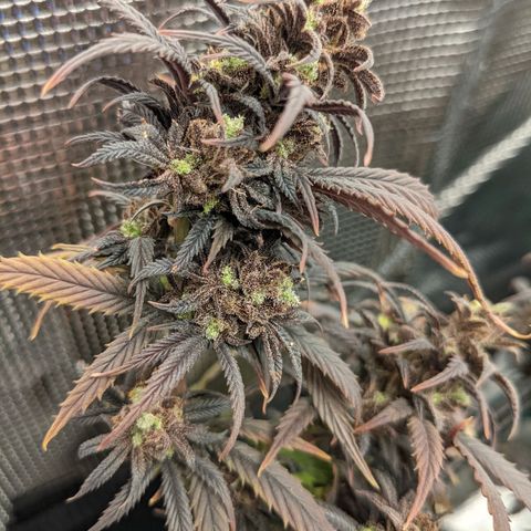 Durban Poison growlog timeline photo