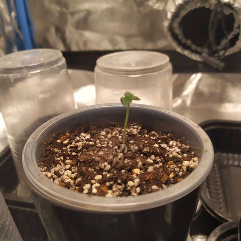 La Gloriosa / Fotoperiodica feminizada 1 growlog timeline photo