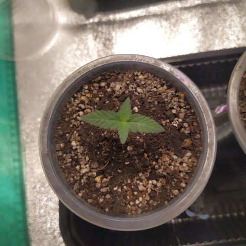 La Gloriosa / Fotoperiodica feminizada 1 growlog photo: Rellene con tierra ya que estaba un poco espigada