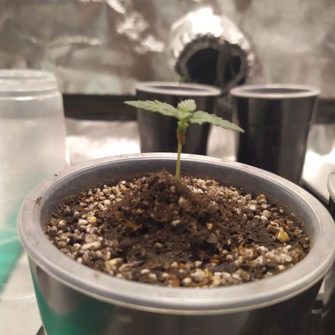 La Gloriosa / Fotoperiodica feminizada 1 growlog photo: Rellene con tierra ya que estaba un poco espigada