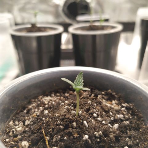 La Gloriosa / Fotoperiodica feminizada 2 growlog photo: Rellene con tierra ya que estaba un poco espigada