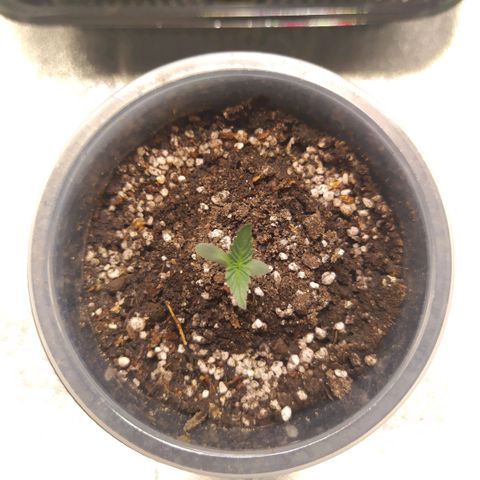 La Gloriosa / Fotoperiodica feminizada 2 growlog photo: Rellene con tierra ya que estaba un poco espigada