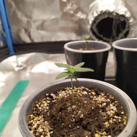 La Gloriosa / Fotoperiodica feminizada 1 growlog timeline photo