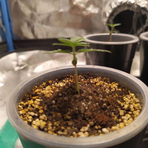 La Gloriosa / Fotoperiodica feminizada 1 growlog timeline photo