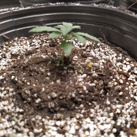 La Gloriosa / Fotoperiodica feminizada 1 growlog timeline photo