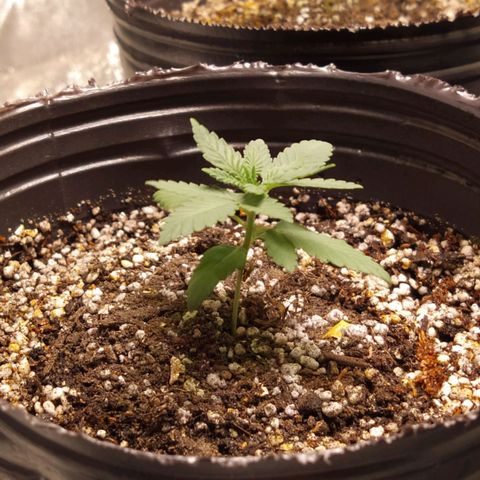 La Gloriosa / Fotoperiodica feminizada 1 growlog timeline photo