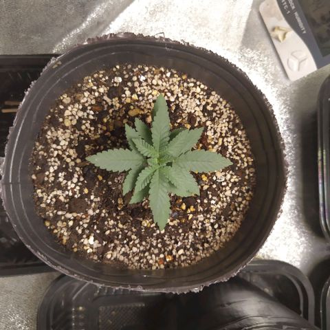 La Gloriosa / Fotoperiodica feminizada 1 growlog timeline photo