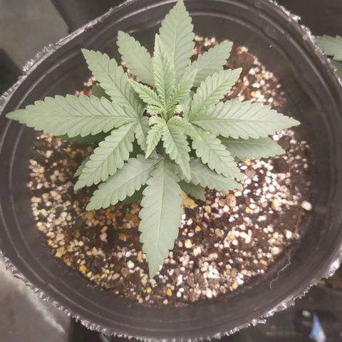 La Gloriosa / Fotoperiodica feminizada 1 growlog timeline photo