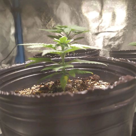 La Gloriosa / Fotoperiodica feminizada 1 growlog timeline photo