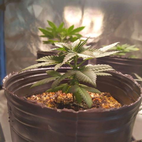 La Gloriosa / Fotoperiodica feminizada 1 growlog timeline photo