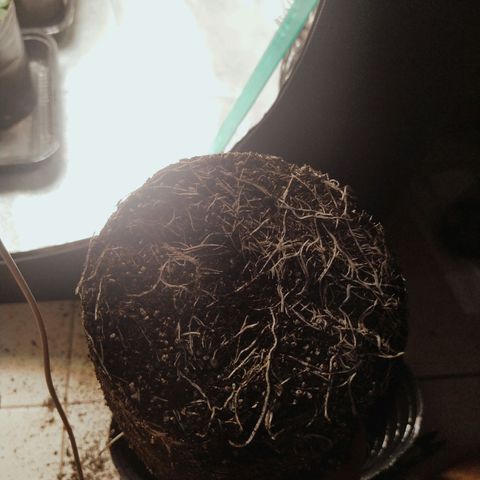Del Barrio / Fotoperiodica feminizada 3 growlog timeline photo