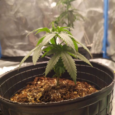 La Gloriosa / Fotoperiodica feminizada 1 growlog timeline photo
