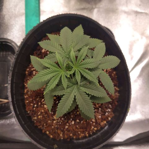 La Gloriosa / Fotoperiodica feminizada 1 growlog timeline photo