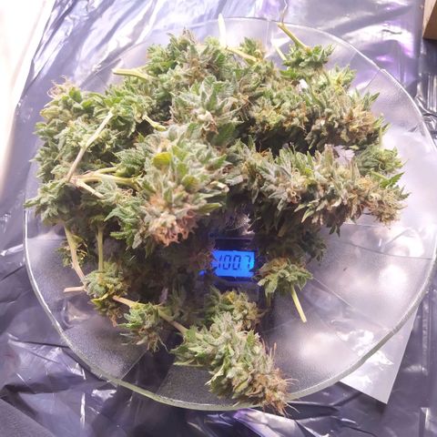 La Gloriosa / Fotoperiodica feminizada 1 growlog photo: Peso humedo de la cosecha: 100.07 g