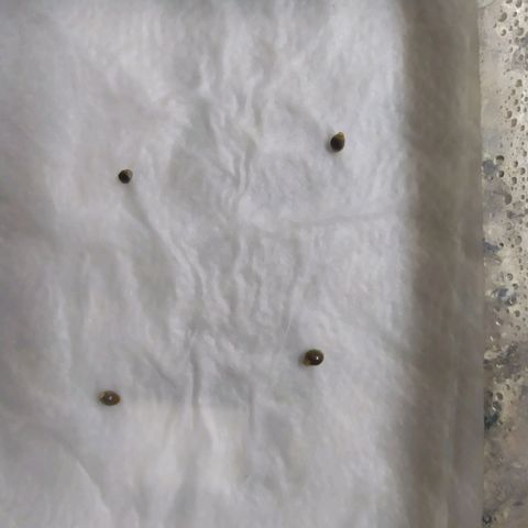 Italpark 1 growlog timeline photo