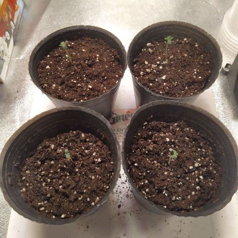 ItalPark 2 growlog timeline photo