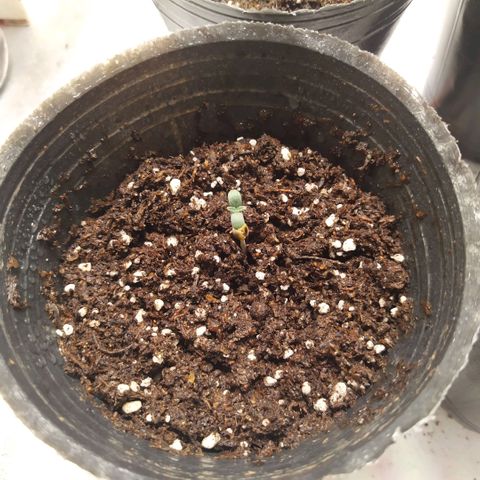 Italpark 1 growlog timeline photo