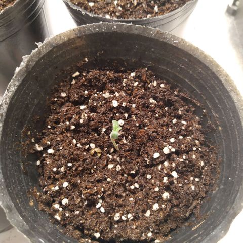 ItalPark 2 growlog timeline photo