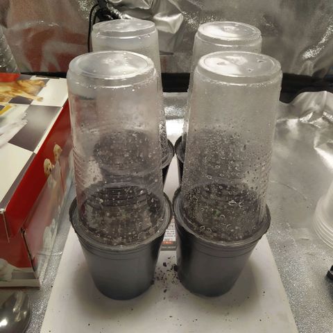 ItalPark 2 growlog timeline photo