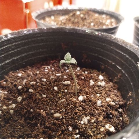 Italpark 1 growlog photo: Mermo el crecimiento, puede ser por estrés hidrico, solo regue una vez directo a maceta, pero todos los dias uso el atomizador 2 o 3 veces para humedecer 