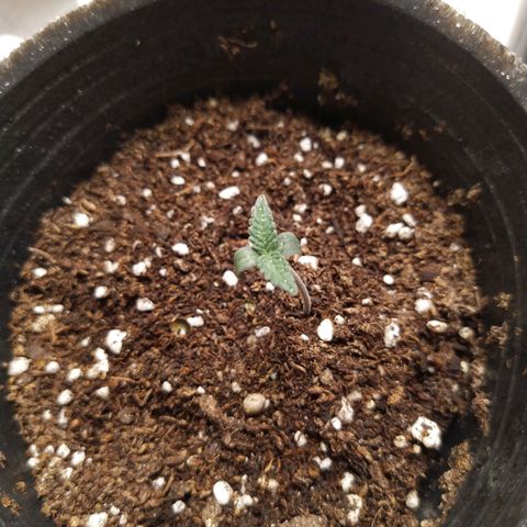 Italpark 1 growlog photo: Mermo el crecimiento, puede ser por estrés hidrico, solo regue una vez directo a maceta, pero todos los dias uso el atomizador 2 o 3 veces para humedecer 