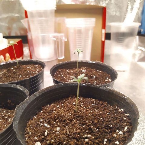 ItalPark 2 growlog timeline photo